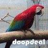 Ara chloropterus Green winged Macaws Parrots for sale India