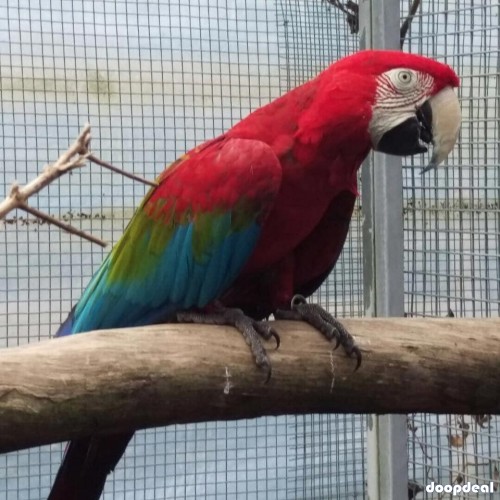 Ara chloropterus Green winged Macaws Parrots for sale India