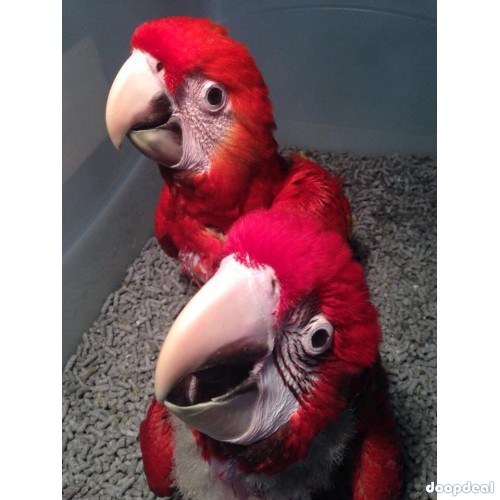 Ara chloropterus Green winged Macaws Parrots for sale India