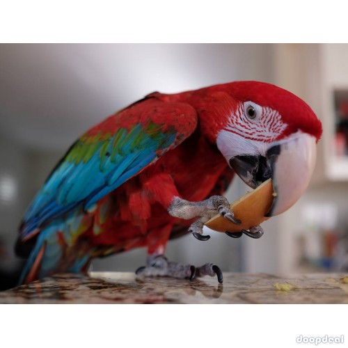 Ara chloropterus Green winged Macaws Parrots for sale India