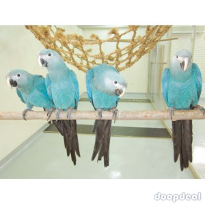 Spix Macaws Cyanopsitta spixii for sale