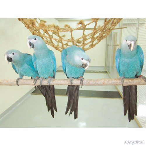 Spix Macaws Cyanopsitta spixii for sale