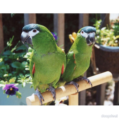 Diopsittaca nobilis hahns macaws for sale Parrots for sale