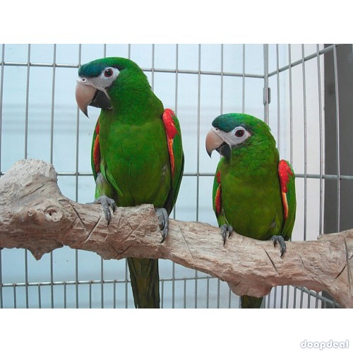 Diopsittaca nobilis hahns macaws for sale Parrots for sale