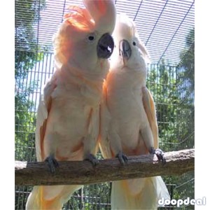 Moluccan Salmon crested cockatoo Cacatua moluccensis Parrots for sale whatsapp 00237699461444