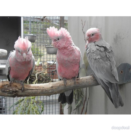 Gallah Cockatoo Eolophus roseicapilla whats-app: 00237699461444