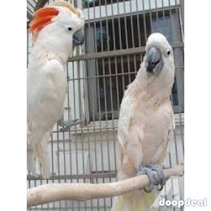 Moluccan Salmon crested cockatoo Cacatua moluccensis Parrots for sale whatsapp 00237699461444