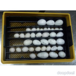 fertile Parrot eggs for sale whats-app +237699461444