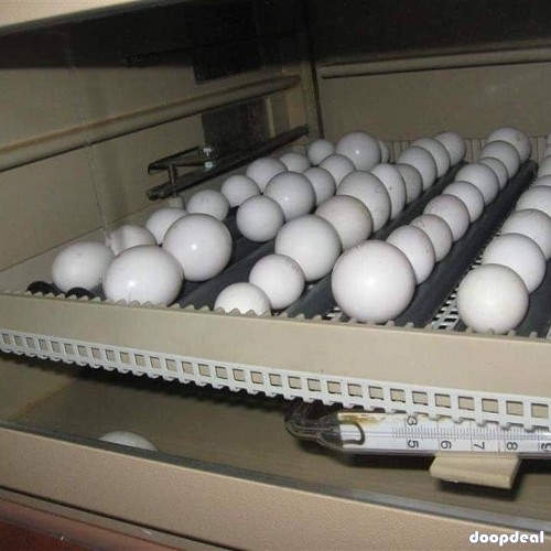fertile Parrot eggs for sale whats-app +237699461444