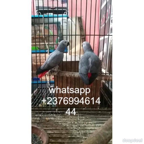African grey parrot birds Psittacus erithacus for sale whats-app +237699461444