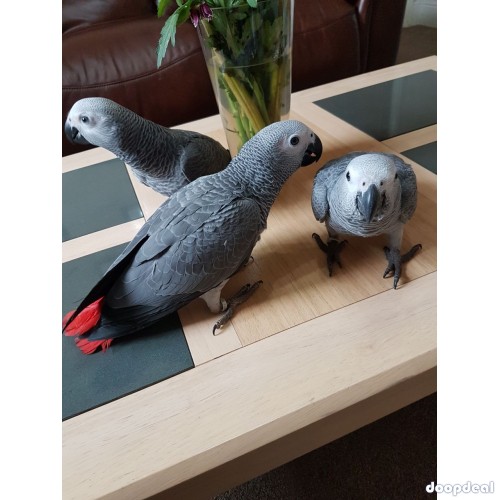 African grey parrot birds Psittacus erithacus for sale whats-app +237699461444