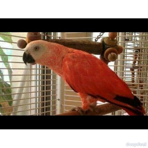 Red Factor  African Grey Psittacus erithacus for sale  https://jefterwillspoultryfarm.com/product/red-factor-african-grey/