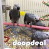 African Grey Psittacus erithacus https://jefterwillspoultryfarm.com/product/african-grey-parrot/
