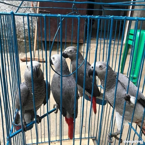 African Grey Psittacus erithacus https://jefterwillspoultryfarm.com/product/african-grey-parrot/