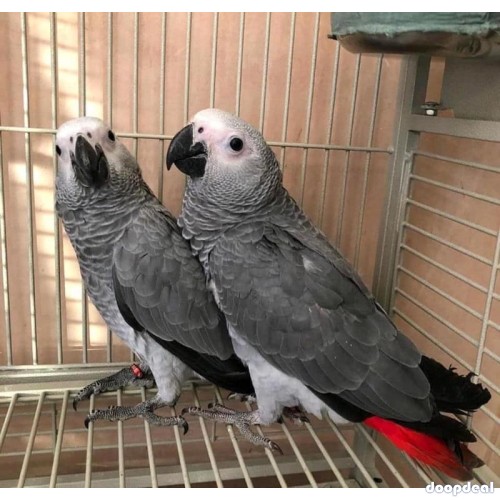 African Grey Psittacus erithacus https://jefterwillspoultryfarm.com/product/african-grey-parrot/