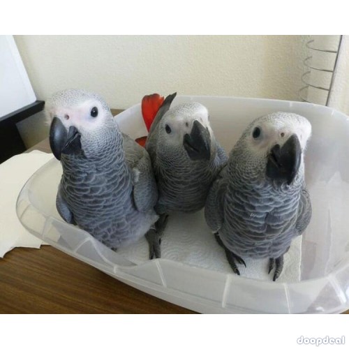 African Grey Psittacus erithacus https://jefterwillspoultryfarm.com/product/african-grey-parrot/
