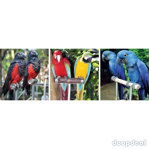 macaws Parrots for sale whats-app +237699461444 https://jefterwillspoultryfarm.com