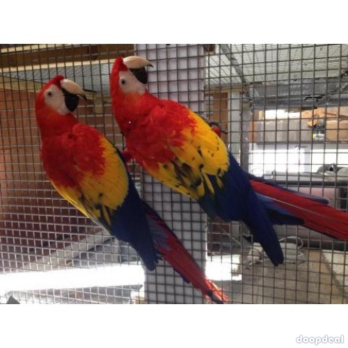 Ara macao Scarlet macaws parrots for sale whats app +237699461444  https://jefterwillspoultryfarm.com/product/scarlet-macaws/