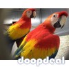 Ara macao Scarlet macaws parrots for sale whats app +237699461444 https://jefterwillspoultryfarm.com/product/scarlet-macaws/