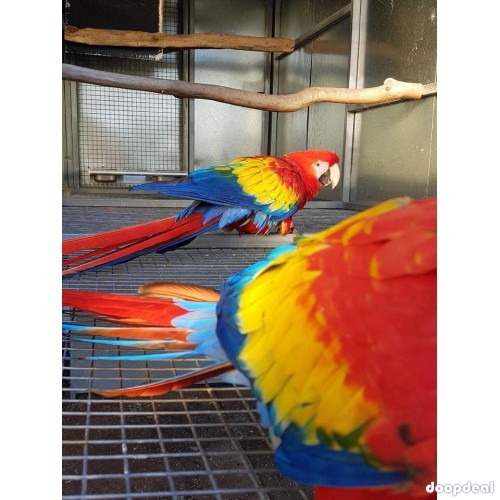 Ara macao Scarlet macaws parrots for sale whats app +237699461444 https://jefterwillspoultryfarm.com/product/scarlet-macaws/