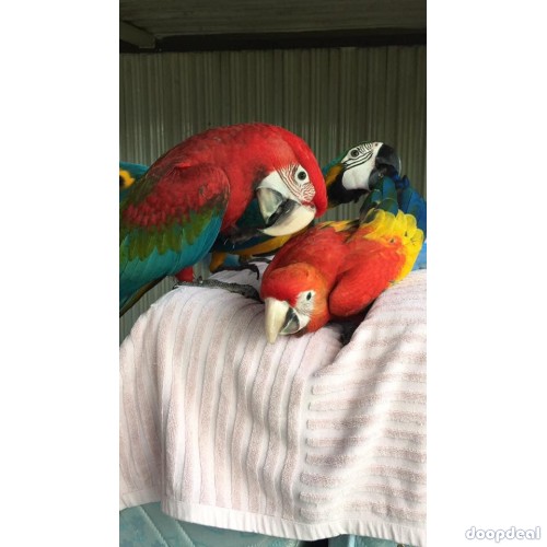 Ara chloropterus Green winged Macaws Parrots for sale whatsapp +237699461444  https://jefterwillspoultryfarm.com/product/green-winged-macaws/