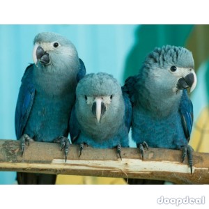 Spix Macaws Cyanopsitta spixii for sale whats-app +237699461444