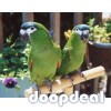 Diopsittaca nobilis hahns macaws for sale Parrots for sale whatsapp +237699461444