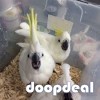Cacatua alba white umbrellla cockatoo for sale whatsapp us +237699461444