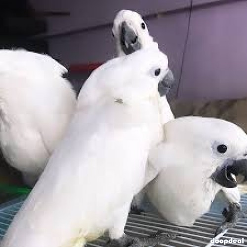 Cacatua alba white umbrellla cockatoo for sale whatsapp us +237699461444