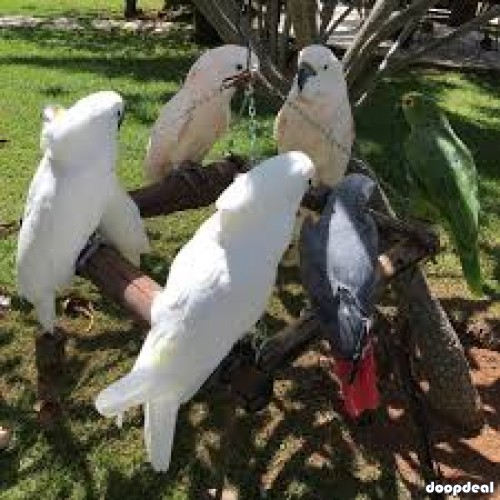 Cacatua alba white umbrellla cockatoo for sale whatsapp us +237699461444