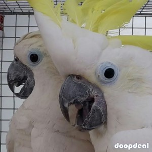 Sulphur-crested Cockatoo Cacatua galerita for sale whatsapp 00237699461444