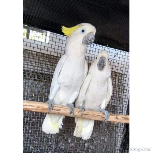 Sulphur-crested Cockatoo Cacatua galerita for sale whatsapp 00237699461444