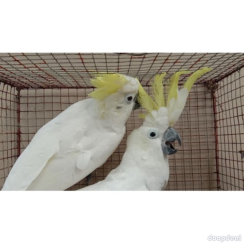 Sulphur-crested Cockatoo Cacatua galerita for sale whatsapp 00237699461444