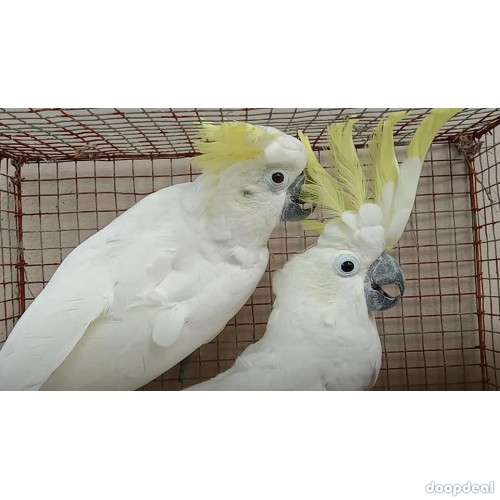 Sulphur-crested Cockatoo Cacatua galerita for sale whatsapp 00237699461444