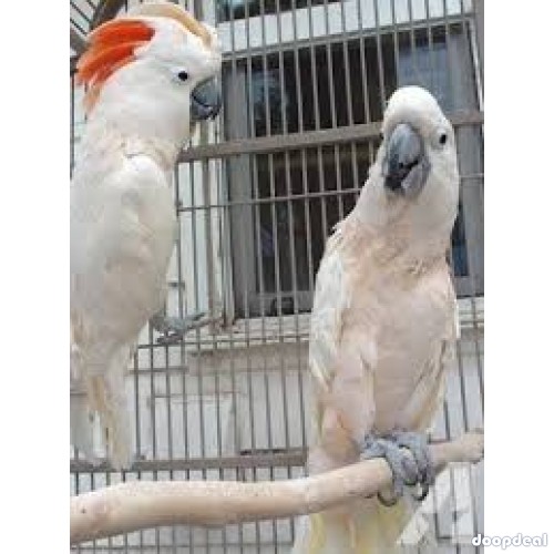 Moluccan Salmon crested cockatoo Cacatua moluccensis Parrots for sale whatsapp 00237699461444