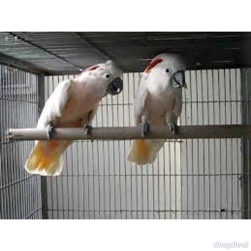Moluccan Salmon crested cockatoo Cacatua moluccensis Parrots for sale whatsapp 00237699461444