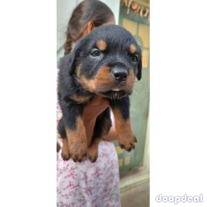 Rottweiler