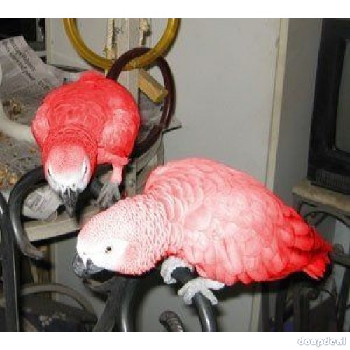Red Factor  African Grey Psittacus erithacus for sale  Chennai India 