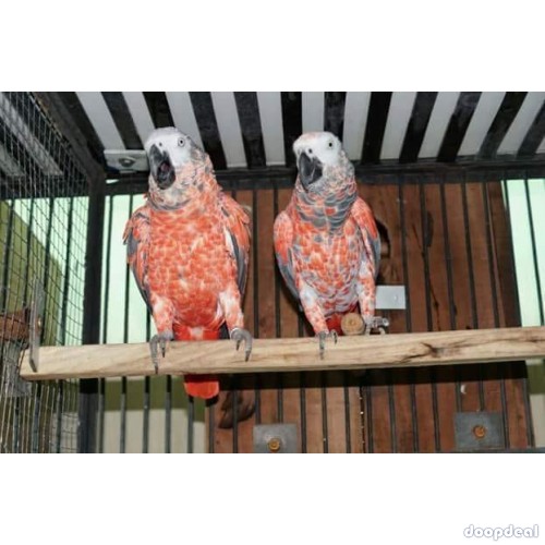 Red Factor  African Grey Psittacus erithacus for sale  Chennai India 