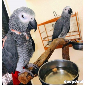 African Grey Psittacus erithacus Chennai 
