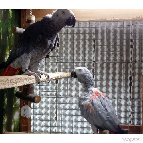 African Grey Psittacus erithacus Chennai 