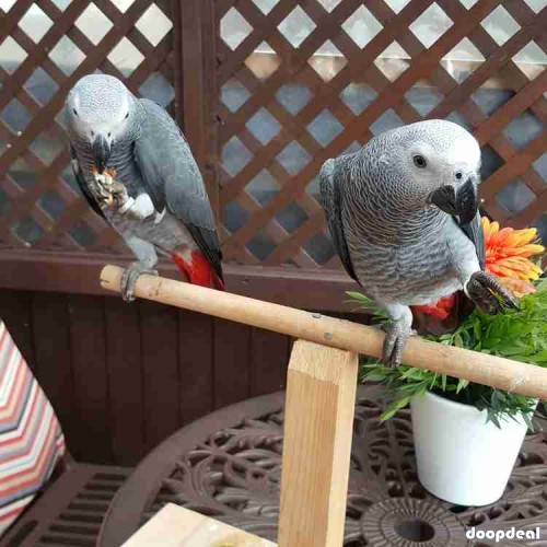 African Grey Psittacus erithacus Chennai 