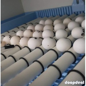 Fertile Parrot eggs and Incubator for sale whats-app +237699461444