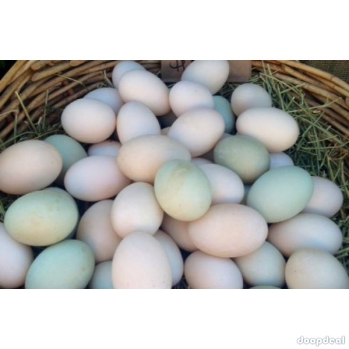 Fertile Parrot eggs and Incubator for sale whats-app +237699461444