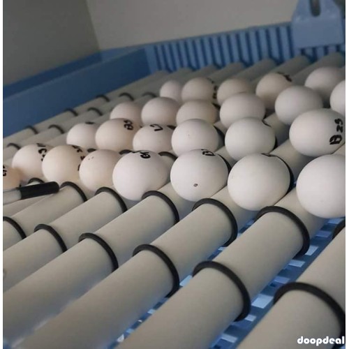 Fertile Parrot eggs and Incubator for sale whats-app +237699461444