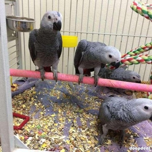 African grey parrot birds Psittacus erithacus for sale contact what's-app +237699461444
