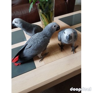 African Grey Psittacus erithacus