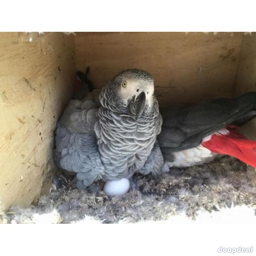 African Grey Psittacus erithacus