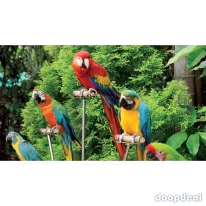 macaws Parrots for sale jefterwillspoultryfarm contact what's-app +237699461444
