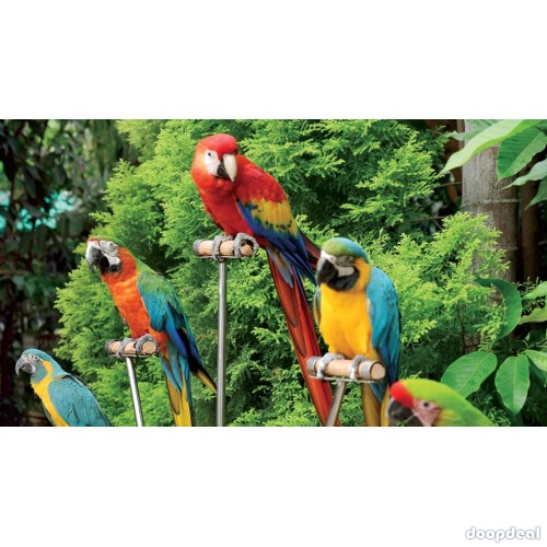 macaws Parrots for sale jefterwillspoultryfarm contact what's-app +237699461444